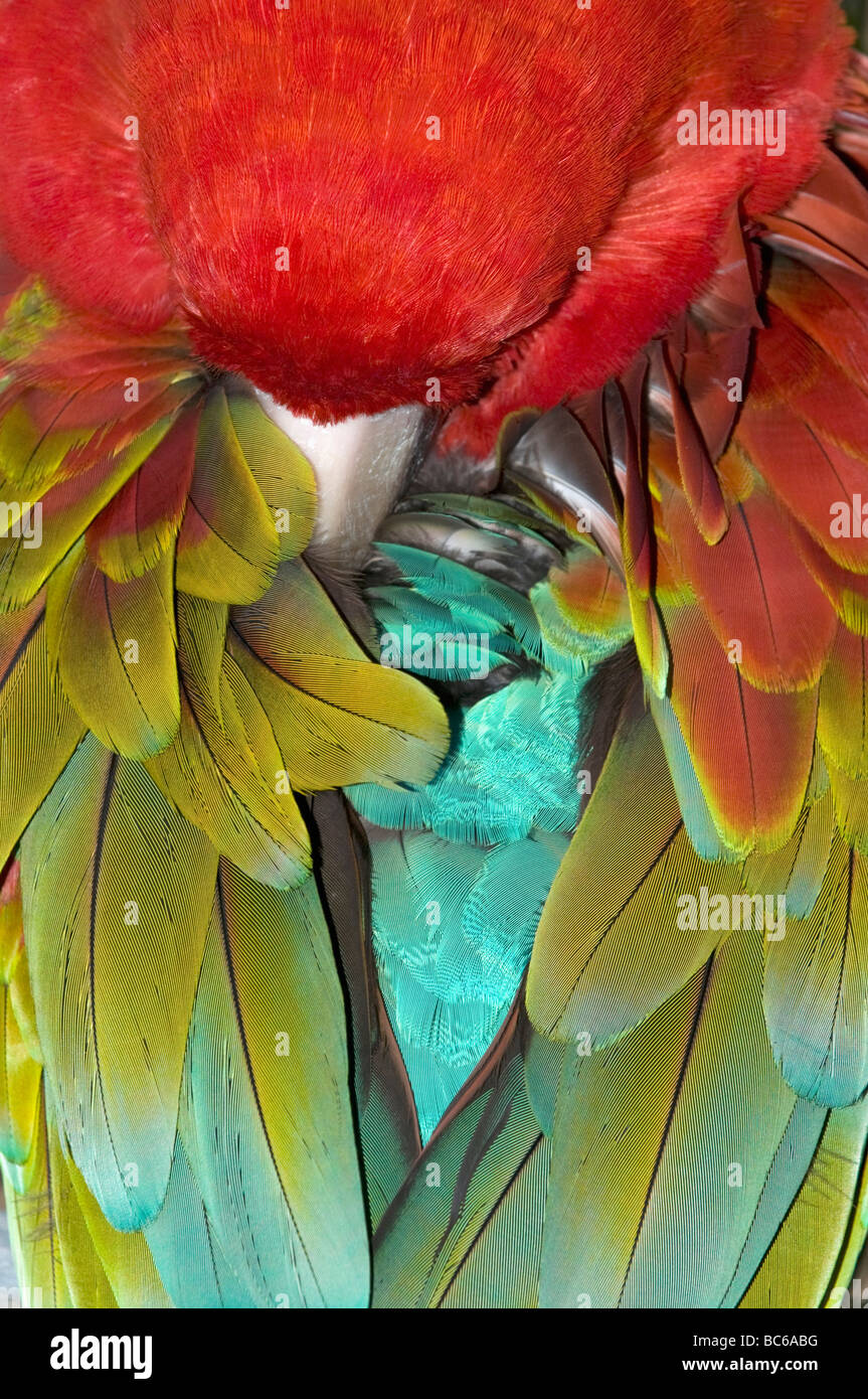 Rote und Grüne Aras (Ara Chloroptera) Schlafsack, Detail der Federn Stockfoto