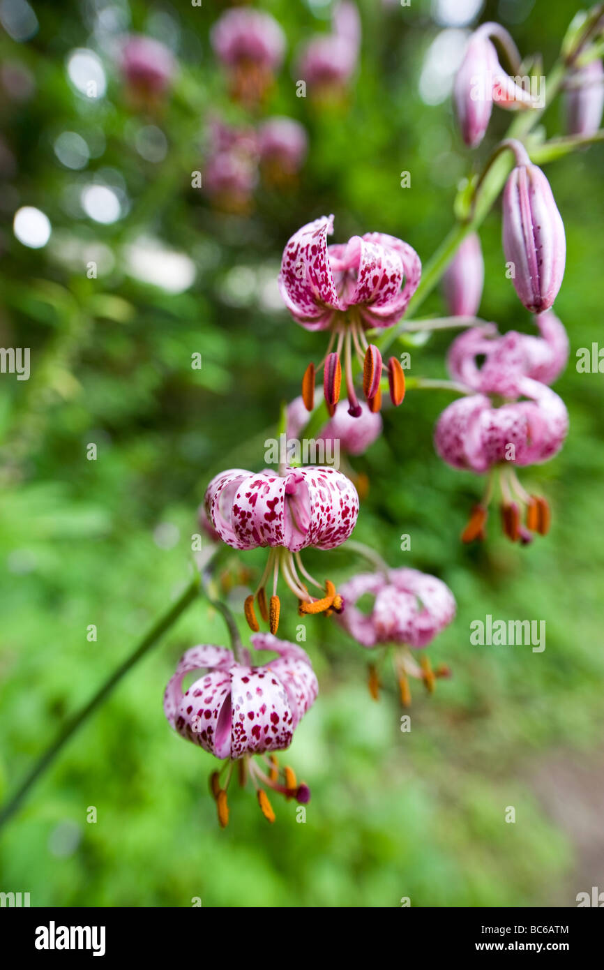 Einzelnen Stamm eine lila Lilium Martagon vor einem grünen Hintergrund soft-Fokus Stockfoto