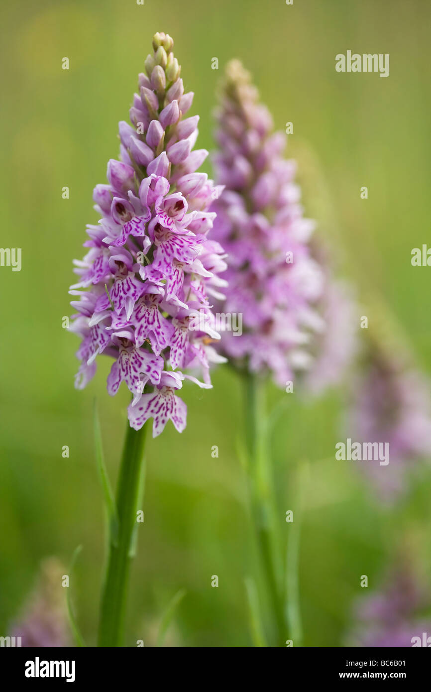 gemeinsame gefleckte Orchidee Stockfoto
