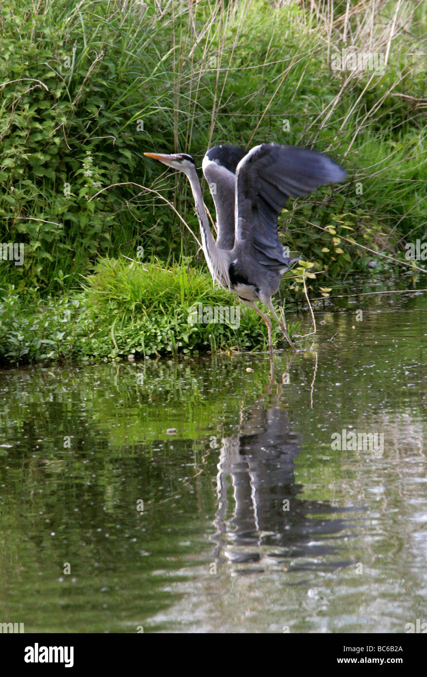 Grey Heron über nehmen Sie Flug, Ardea Cinerea, Ardeidae Stockfoto