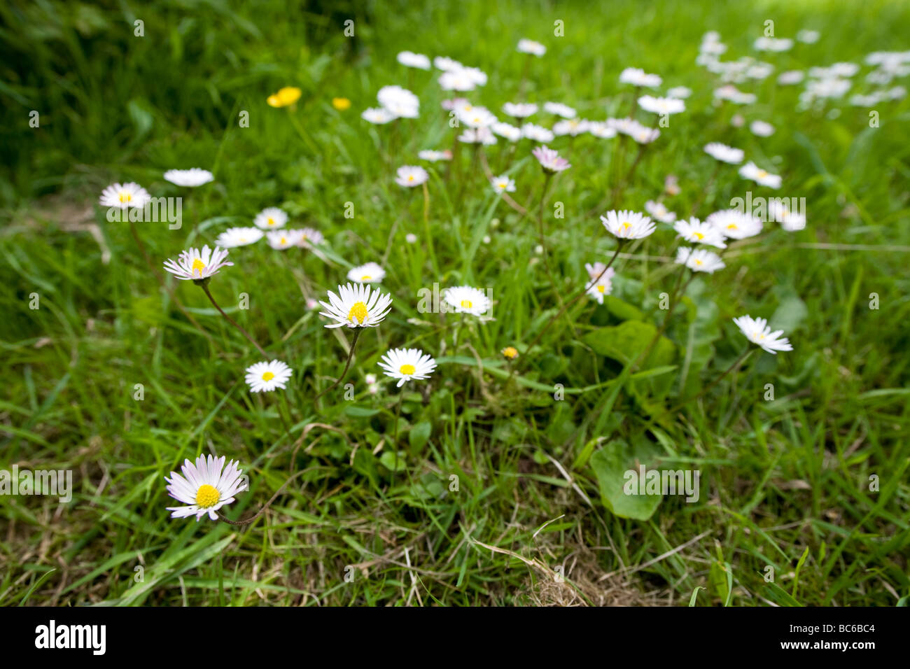 Eine Gruppe von gemeinsamen Dasies mit langen Stielen, die in einem Rasen wächst Stockfoto