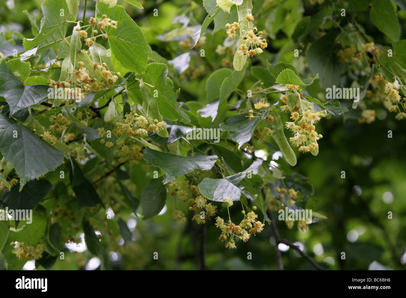 Gemeinsamen Baum Lindenblüten, Tilia Vulgaris, Tiliaceae Stockfoto