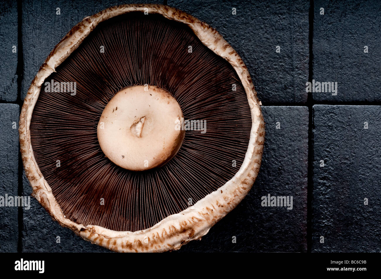 Nahaufnahme von Portabella Pilzköpfe auf einem schwarzen Textued Hintergrund Stockfoto