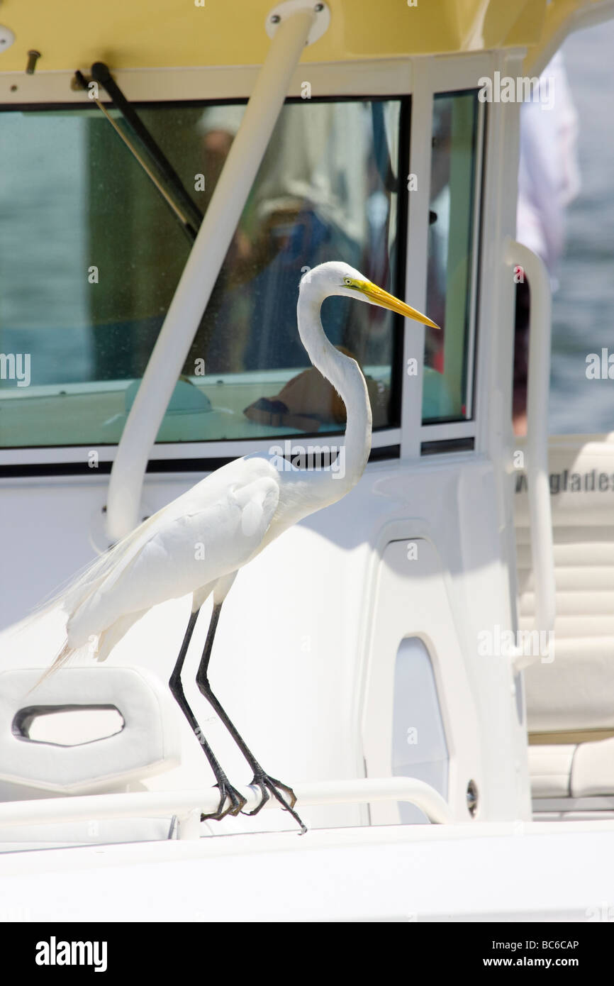 Großer Egret stehend auf einem Angeln Boot s-Bogen Stockfoto