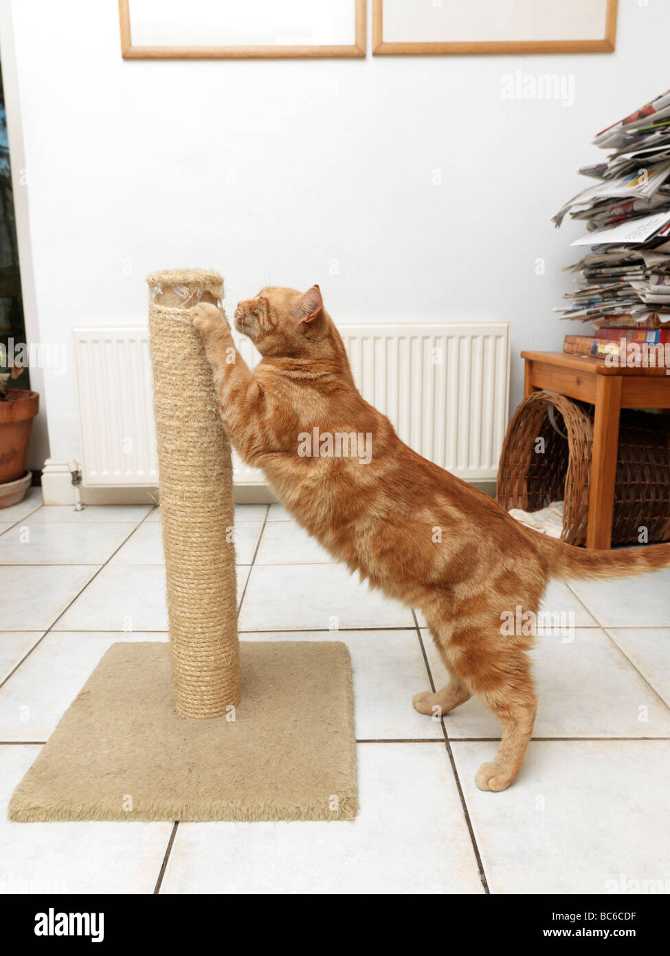 Roter Ingwer Katze Kratzbaum mit Stockfoto
