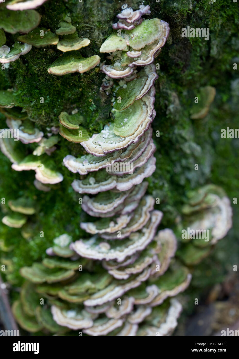 Baum Pilze Pilze Turkeytail (Trametes versicolor) wachsen auf Baumstamm - USA Stockfoto
