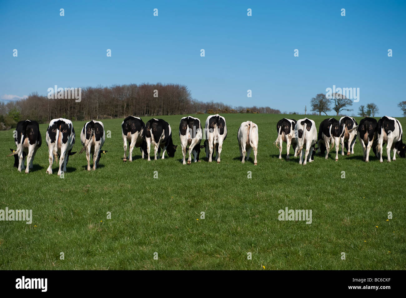 Jersey Kühe aufgereiht in einem Feld grünen Weiden England UK Stockfoto