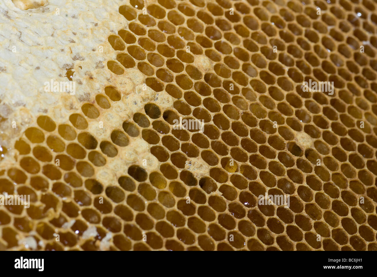 Hintergrund mit Waben voll von süßen Honig Stockfoto