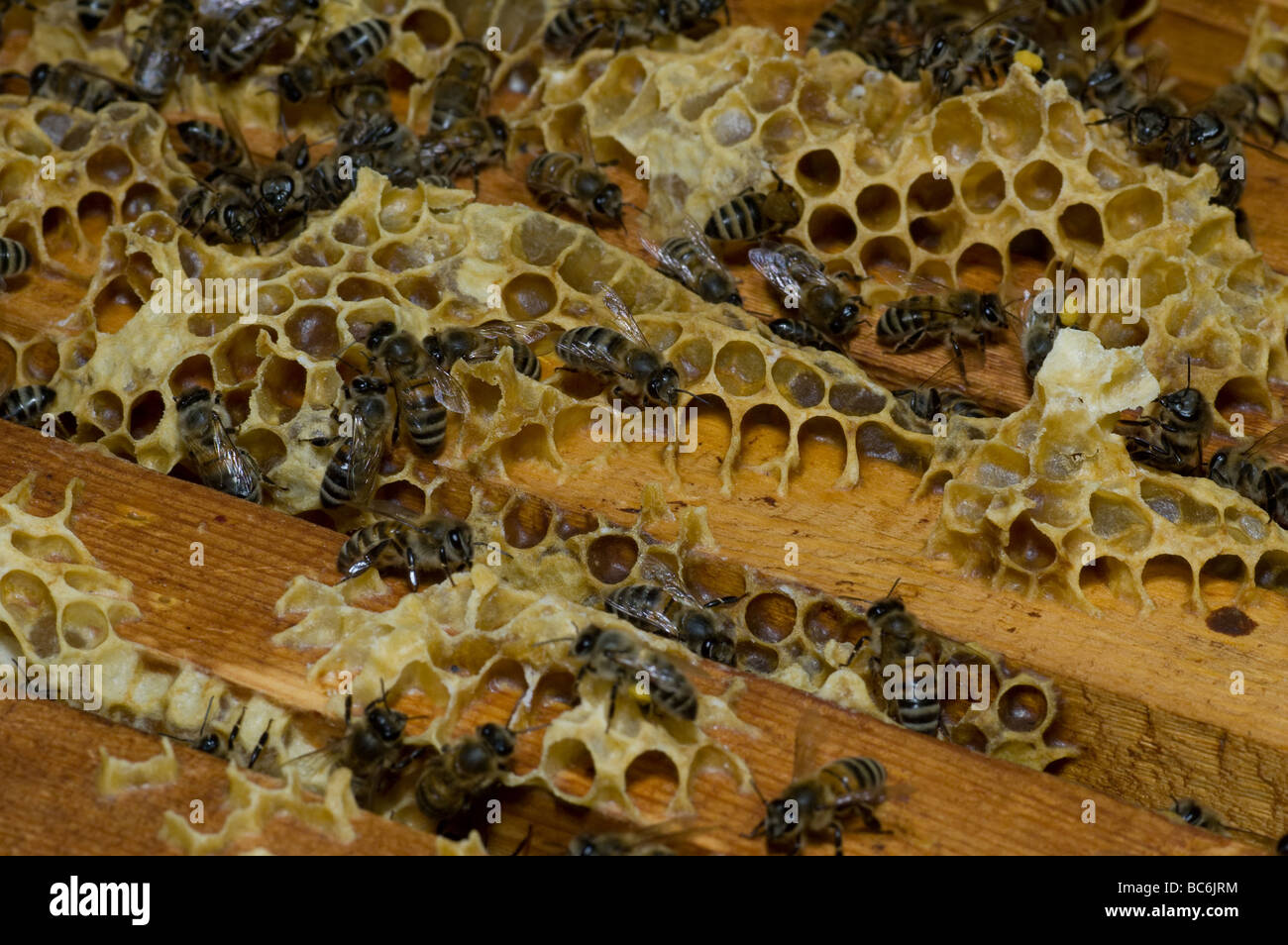 Viele Bienen arbeiten auf Waben mit Honig Stockfoto