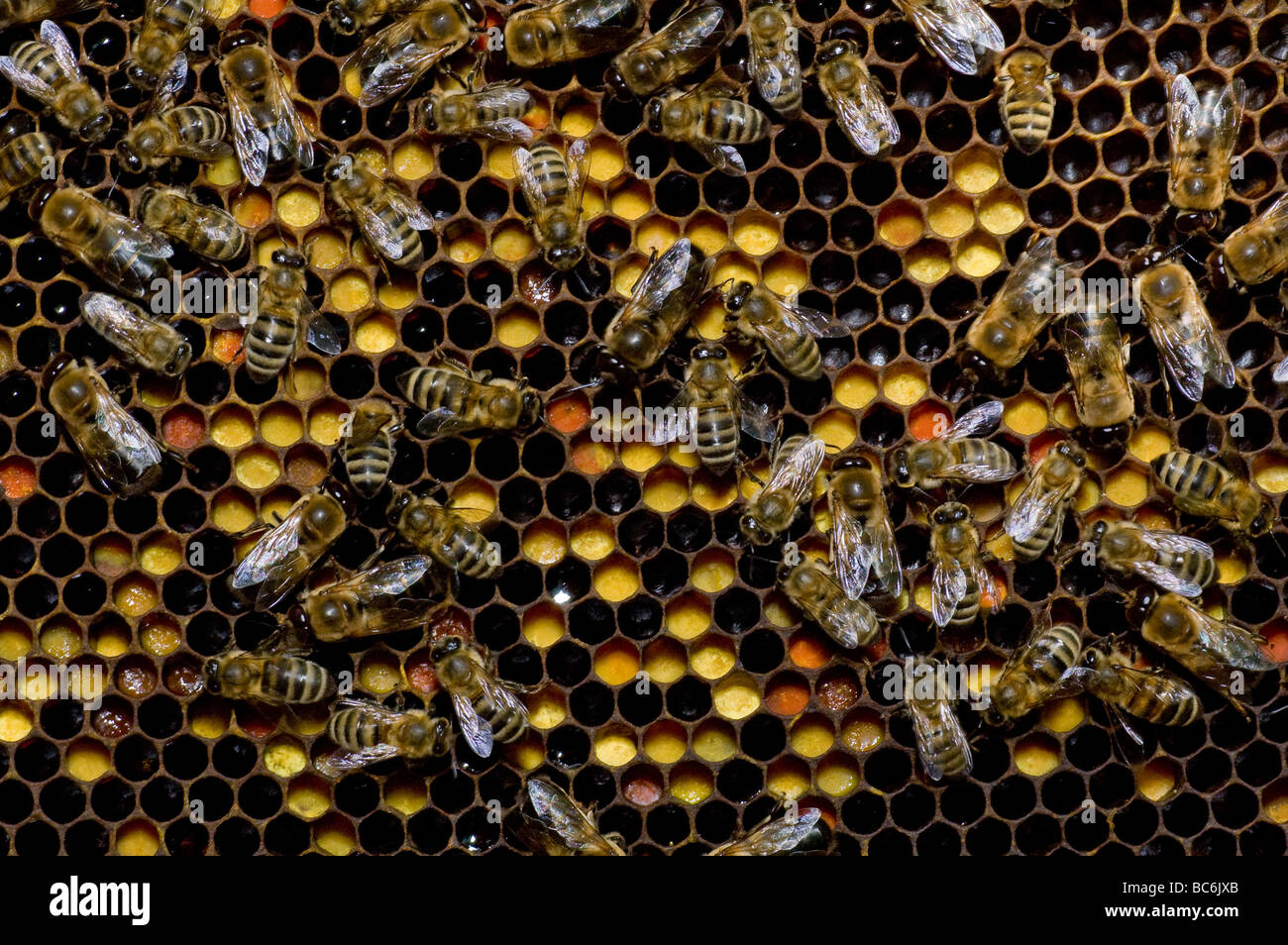 Viele Bienen arbeiten auf Waben mit Honig und pollen Stockfoto
