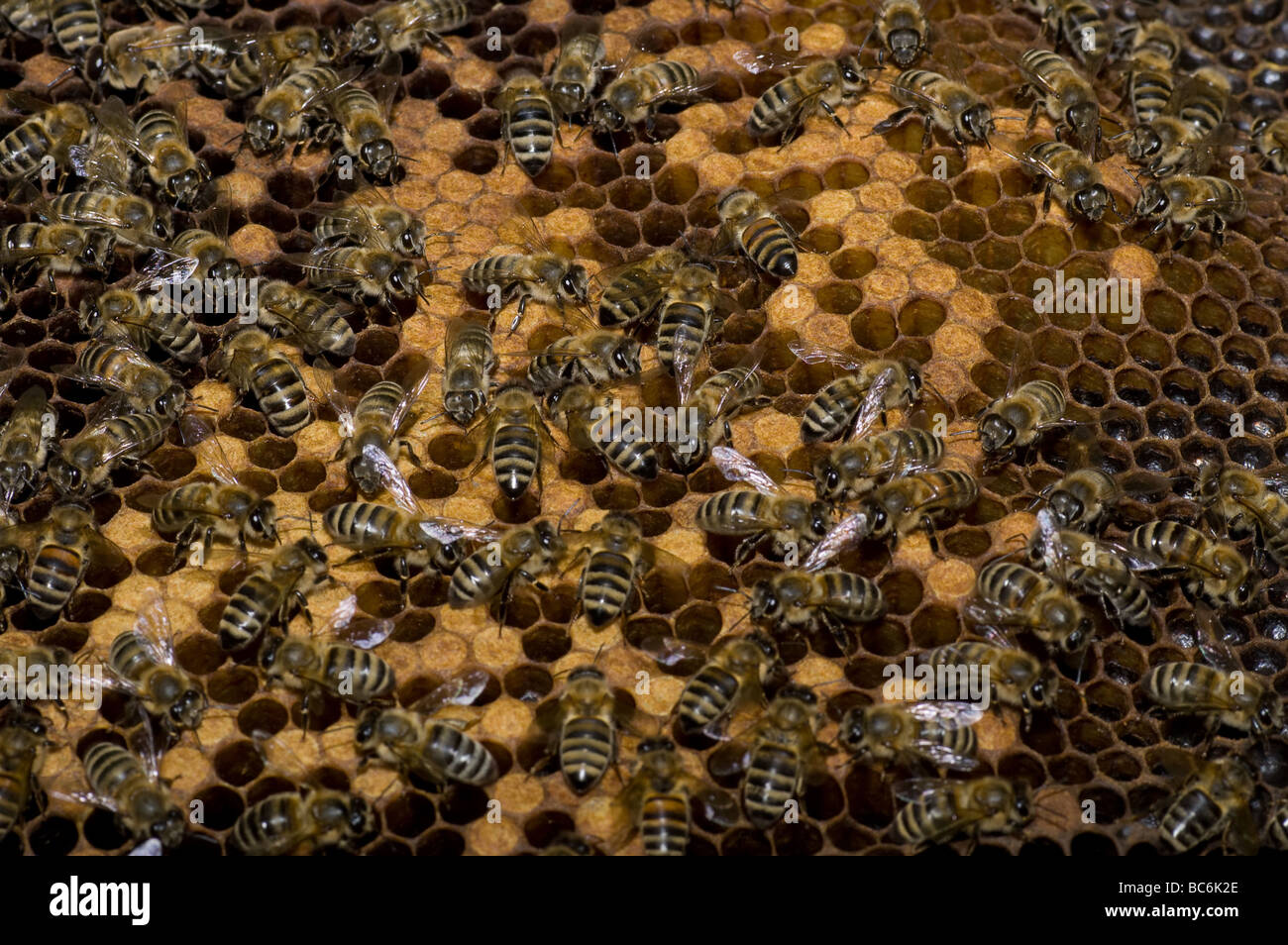 Viele Bienen Waben Brut voller arbeiten Stockfoto