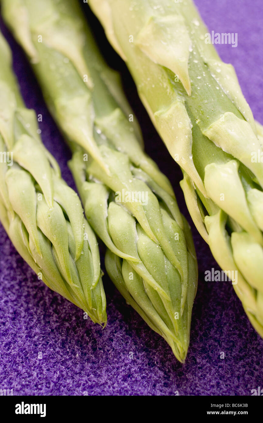 Grüne Spargelspitzen (Nahaufnahme)- Stockfoto