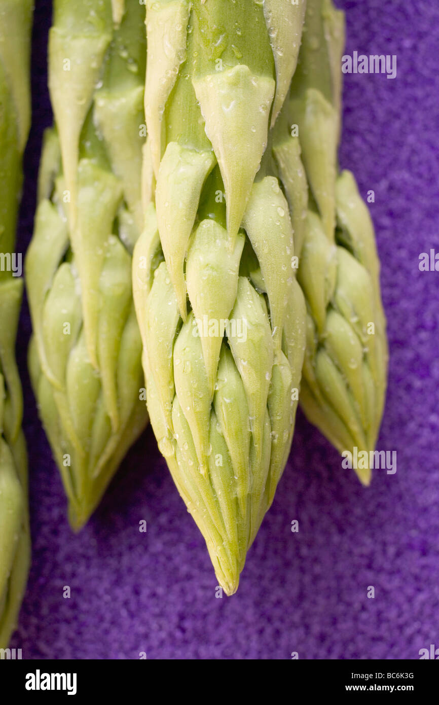 Grüne Spargelspitzen (Nahaufnahme)- Stockfoto
