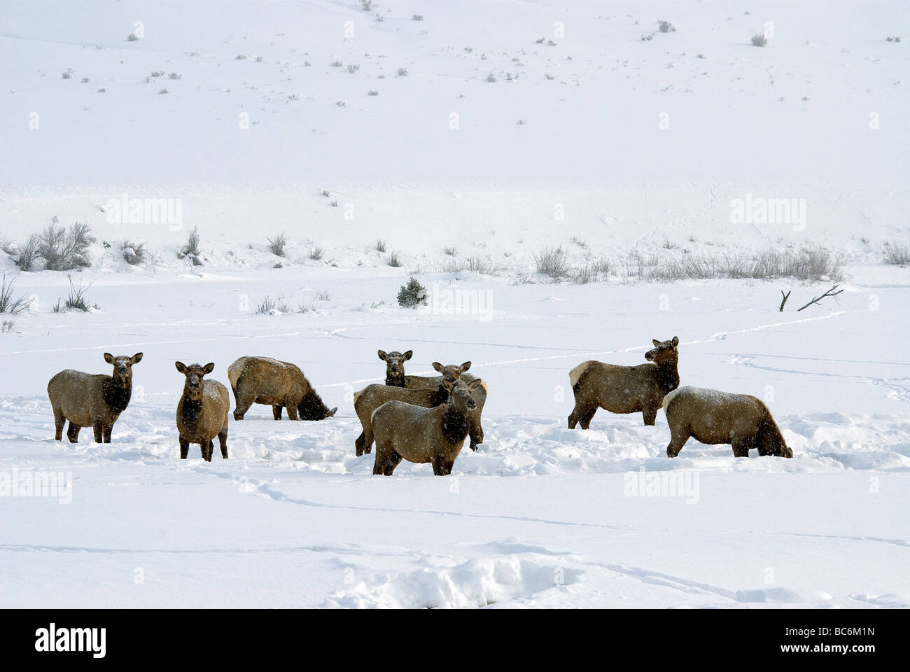 Rocky Mountain Elk Cervus Elaphus Nelsoni Herde im Schneesturm Mineral County Colorado USA Stockfoto