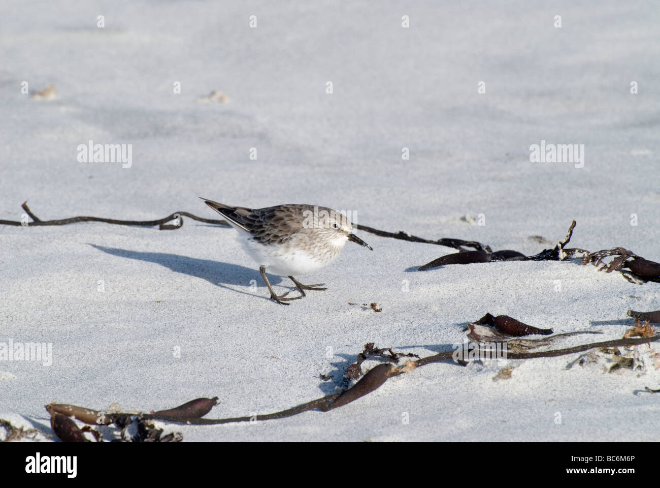 Weißes-rumped Sandpiper, Calidris Fuscicollis am Sandstrand Stockfoto