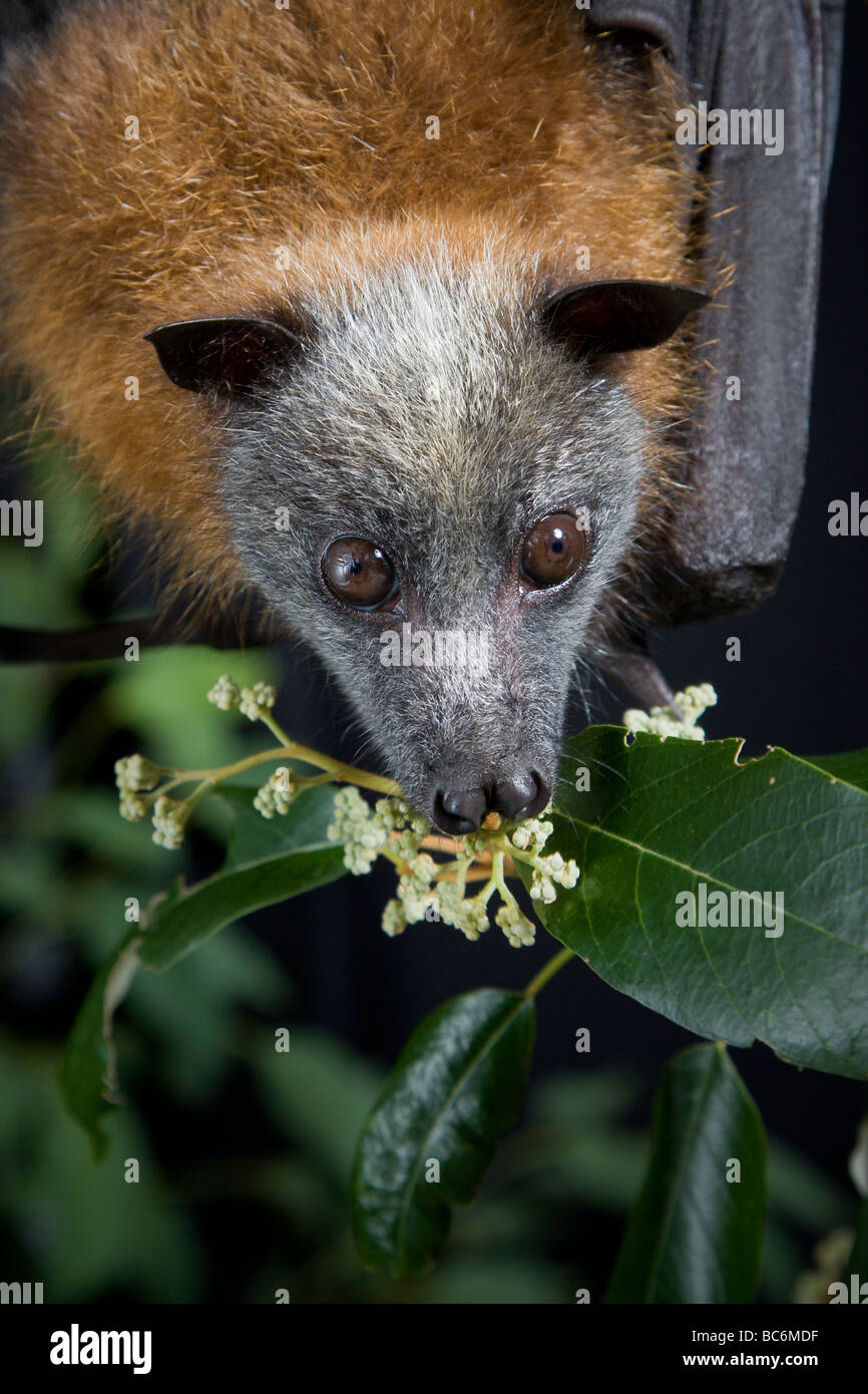 Nacht Der Flughunde Stockfotos und -bilder Kaufen - Alamy