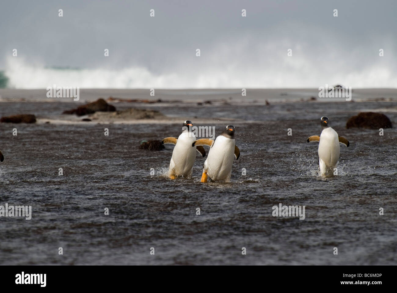 Gentoo Penguin, Pygoscelis Papua, kommen aus dem Meer als Gruppe - Sicherheit in Zahlen Stockfoto