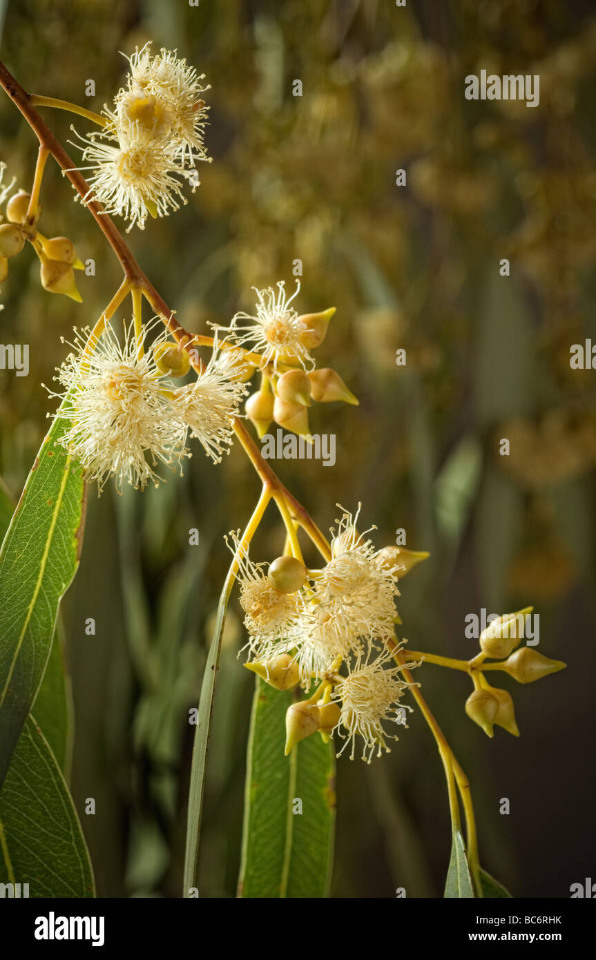 Blüte Detail Eucalyptus camaldulensis, River Red Gum, Australien. Stockfoto