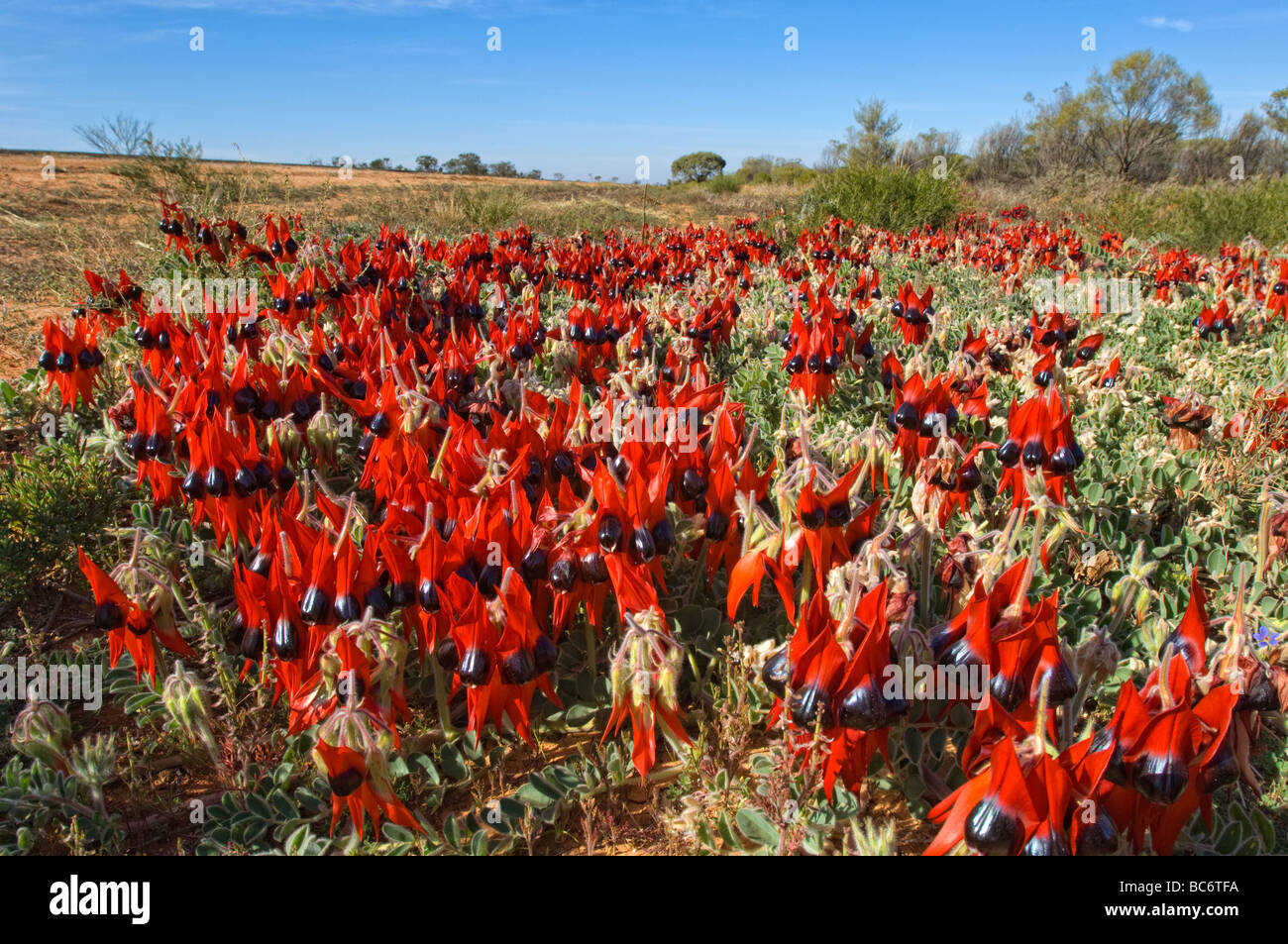 Sturts Desert Pea, Swainsonia Formosa rote wilde Blume, Australien. Stockfoto