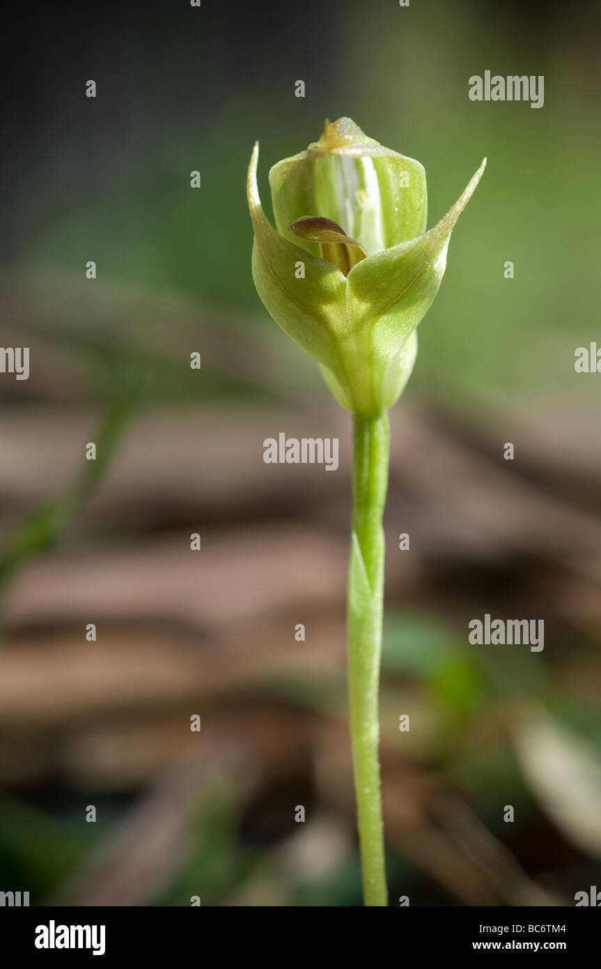 Stumpfe Pterostylis Orchidee, Pterostylis Curta, Grampians. Victoria, Australien. Stockfoto