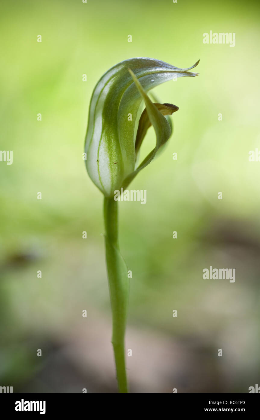 Stumpfe Pterostylis Orchidee, Pterostylis Curta, Grampians, Victoria, Australien. Stockfoto
