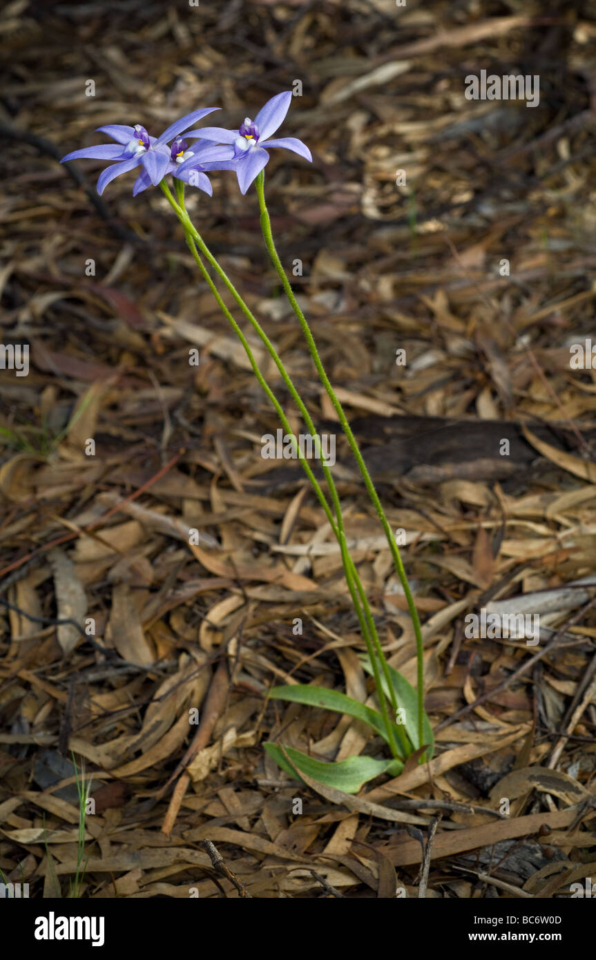 Große Glossodia oder Wachs Lippe Orchidee, Grampians Australien. Stockfoto