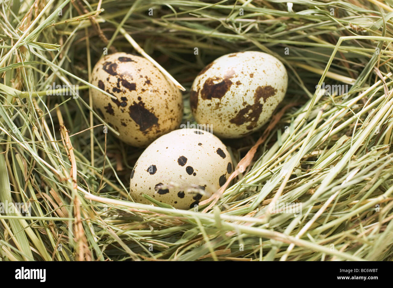 Drei der Wachteleier in einem Nest- Stockfoto