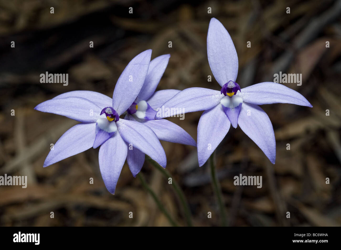 Glossodia Major, Wachs Lippe Orchidee, Grampians, Australien. Stockfoto
