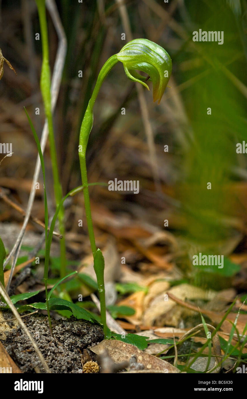 Nickte, Pterostylis, Pterostylis Nutans, Grampians, Victoria, Australien. Stockfoto