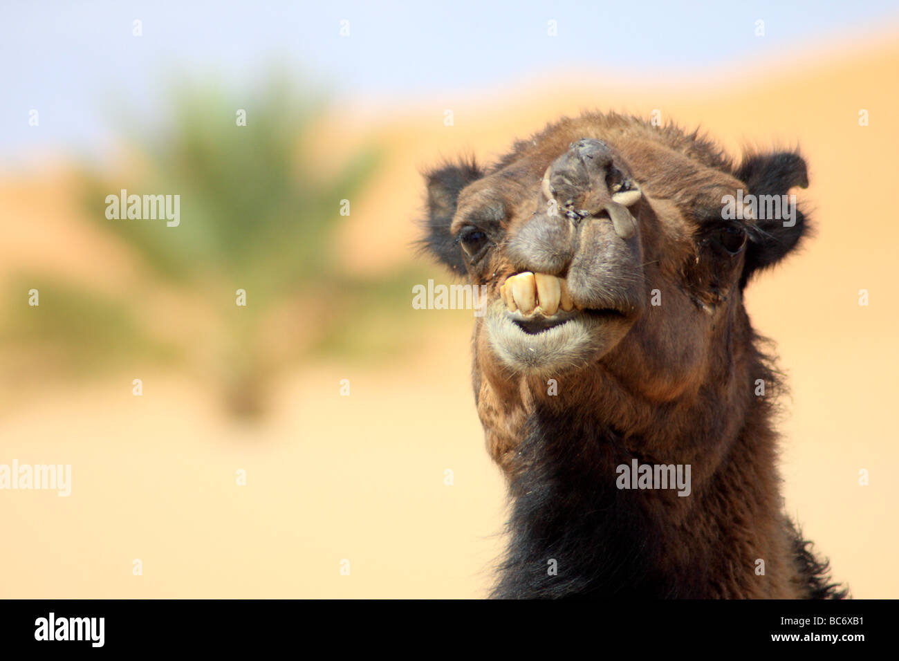 Kamele bei Sand/Sand Dünen im Erg Chebbi Wüste bei Merzouga, Sahara, Südmarokko - beliebtes Touristenziel Stockfoto