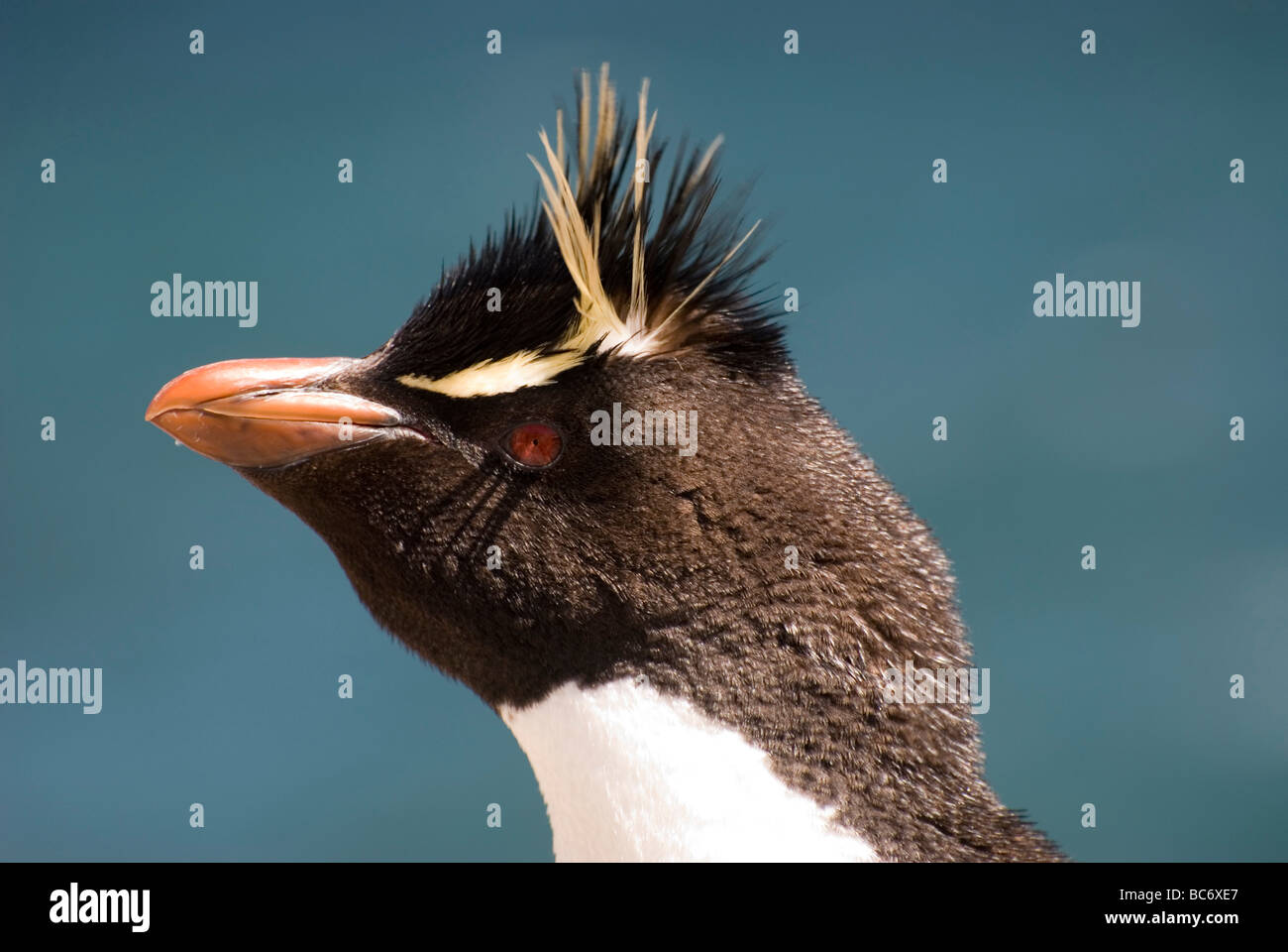 Leiter einer Southern Rockhopper Penguin, Eudyptes chrysocome Stockfoto