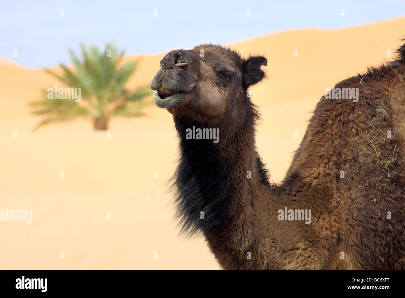 Ein Kamel durch den Erg Chebbi Sanddünen in der Sahara-Wüste bei Merzouga in Marokko, Nordafrika Stockfoto