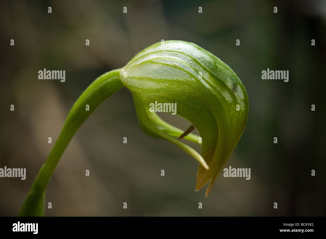 Nickte, Pterostylis, Pterostylis Nutans, Grampians, Victoria, Australien. Stockfoto