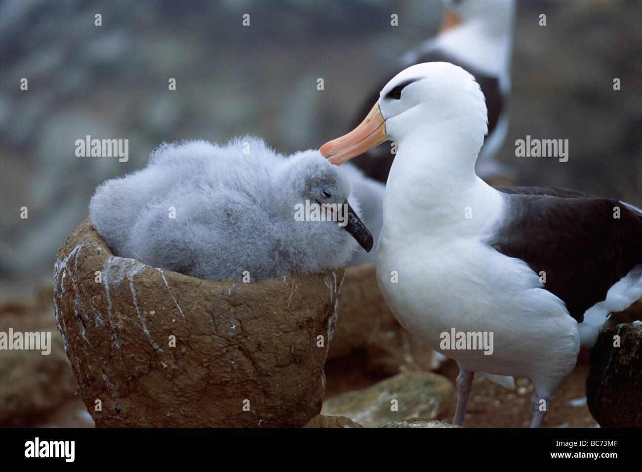 Ein Erwachsener Black-browed Albatros, Thalassarche Melanophrys, putzen ihre graue Küken auf ein Nest sitzen. Black-browed Mollymawk Stockfoto