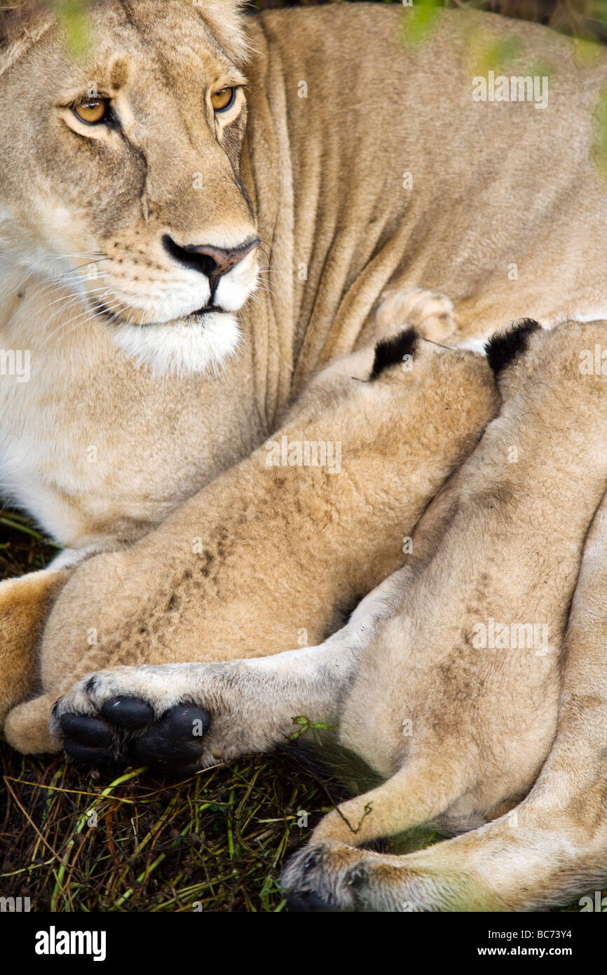 Löwenbabys Krankenpflege - Masai Mara National Reserve, Kenia Stockfoto