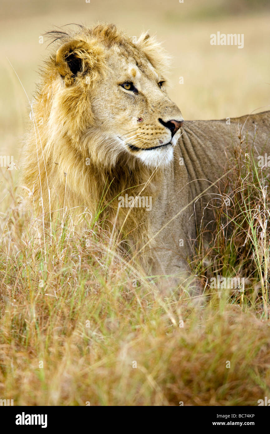 Männlicher Löwe Porträt - Masai Mara National Reserve, Kenia Stockfoto