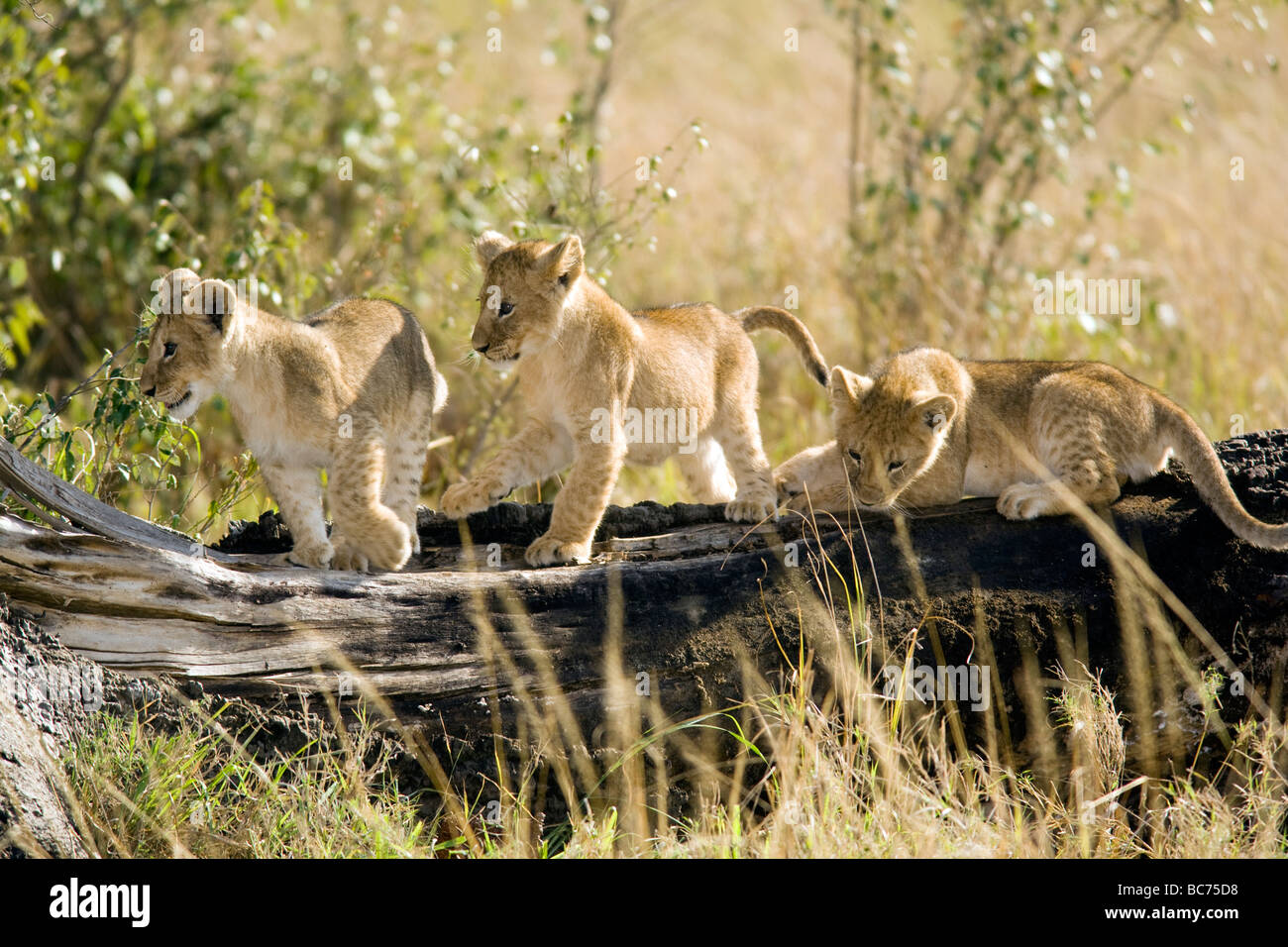 Löwenbabys spielen - Masai Mara National Reserve, Kenia Stockfoto