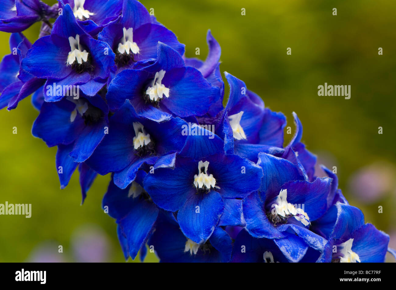 Nahaufnahme von einem Delphinium Stockfoto