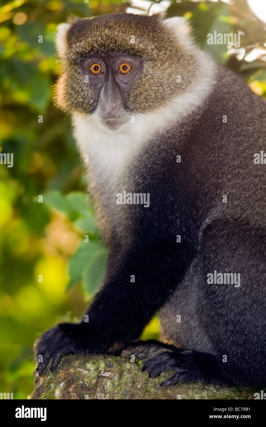 Sykes Affe - Mount Kenya National Park, Kenia Stockfoto