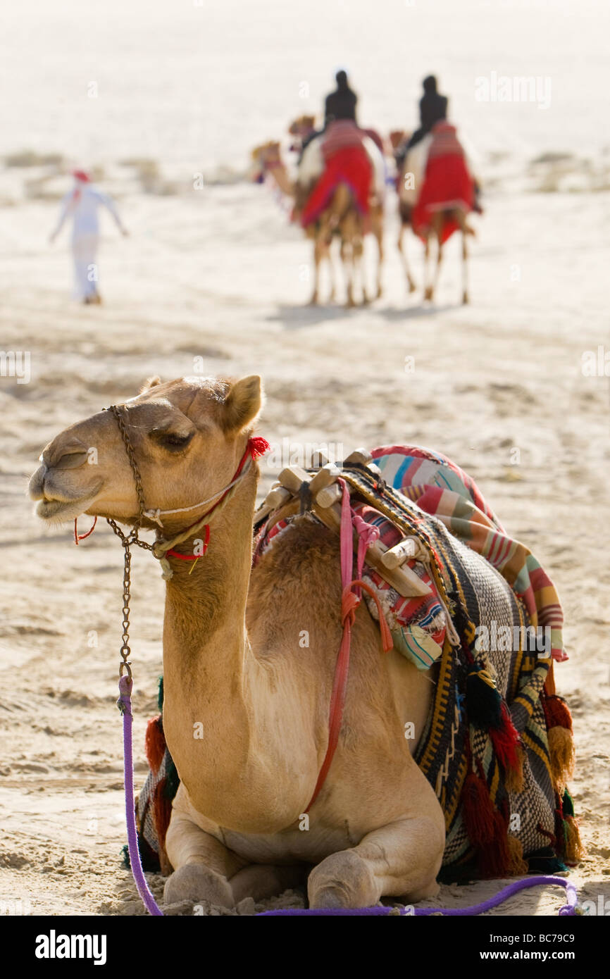 Ein Kamel sitzen in einem arabischen Wüste im Hintergrund zwar arabische Menschen zwei Kamele reiten und Wandern neben Ihnen Stockfoto