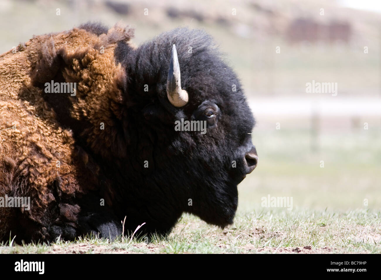 Amerikanische Bisons in Wyoming USA Stockfoto