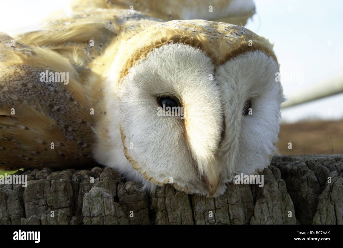 Tote Schleiereule nach Kollision mit Kraftfahrzeug Stockfoto