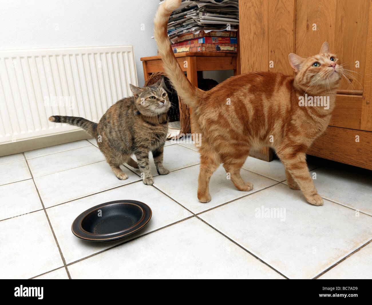 Katzen, die darauf warten, gefüttert werden Stockfoto