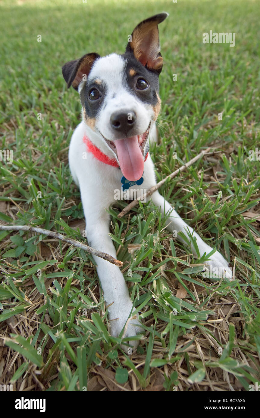 Ratte Terrier Welpe gekaut Stick in der Mitte Stockfoto