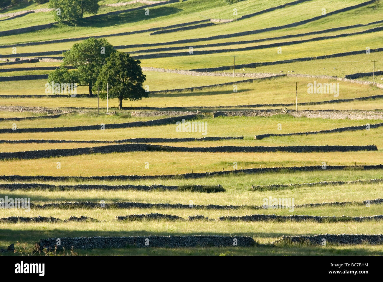Die Trockenmauer erstellen Muster in die Felder in der Nähe von Kettlewell in den Yorkshire Dales, UK Stockfoto