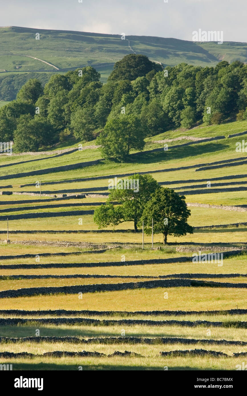 Die Trockenmauer erstellen Muster in die Felder in der Nähe von Kettlewell in den Yorkshire Dales, UK Stockfoto