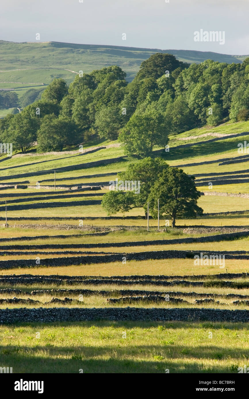Die Trockenmauer erstellen Muster in die Felder in der Nähe von Kettlewell in den Yorkshire Dales, UK Stockfoto