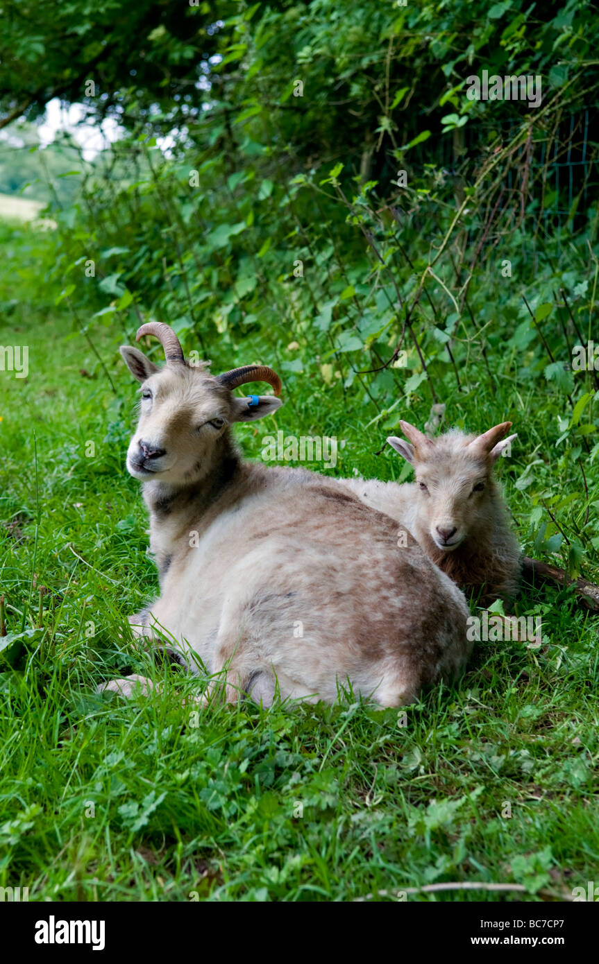 North Ronaldsay Mutterschaf mit Lamm im Feld sitzen Stockfoto