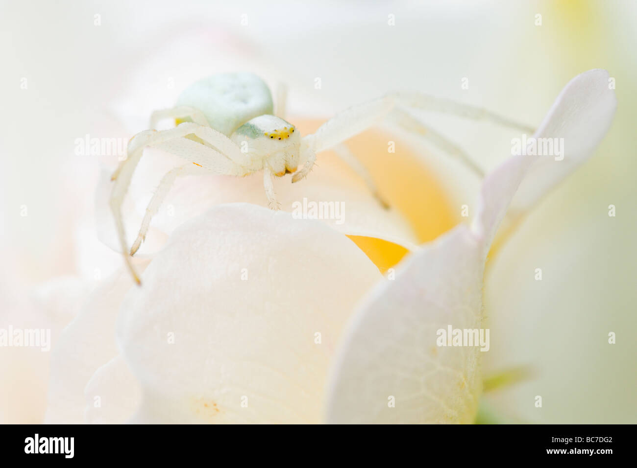 Krabbenspinne, die Beute auf Blüten warten Stockfoto