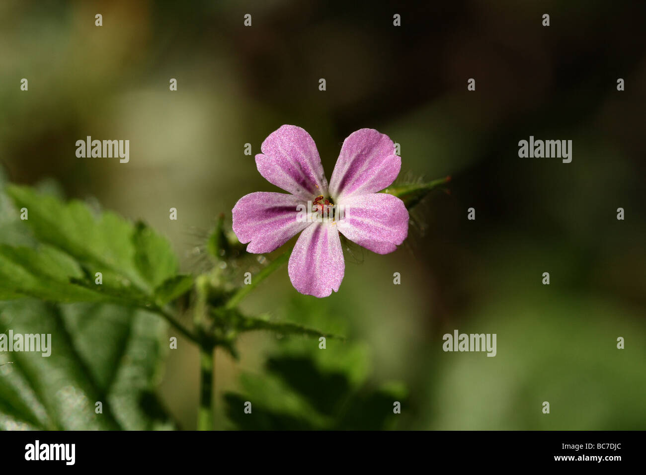 Robert Kraut Geranium Robertianum Geraniaceae Familie hautnah Schuss von Blume Canon Makro 100 mm Stockfoto